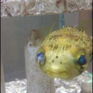 porcupine puffer his right eye has an eye infection or something hes completly blind out of it but can see out of his other