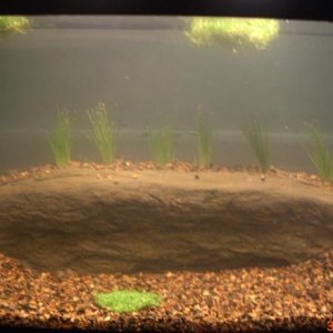 The beginning of the 10 gallon tank with some: Riccia, Dwarf baby tears, and Dwarf Hairgrass. With ghost shrimp as the only occupents at the moment.