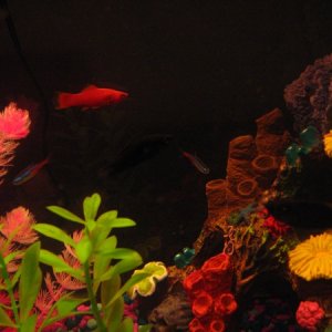 The female Swordtail (orange one) with a few other fish.