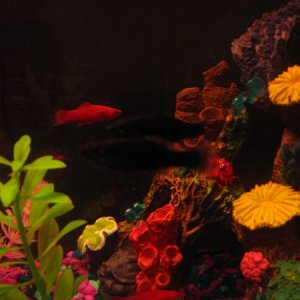 The female Swordtail (orange one) with both Black Mollies.