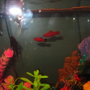 The female Swordtail with one of the Platys and the Pleco.