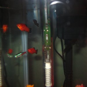 The Platy's chilling with a Neon.