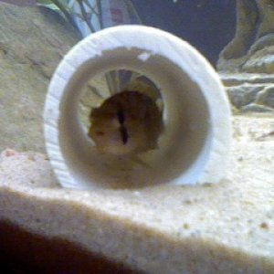 Firemouth Cichlid in a PVC pipe.