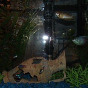 Good pics of the Gouramis....working on converting to live plants.