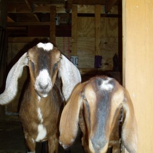 hanzi and deedee (my mom has become a goat fanatic)