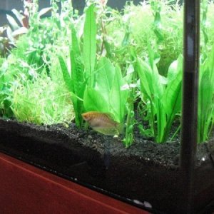 Some compact swords and java fern