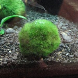 Lucky moss balls!