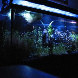Fish Tank 5 1 09 New Light 009