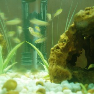 frantic tetras (now 7 in number)
