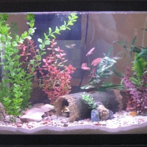 26g brackish. Housing 3 knight gobies, 3 celebes rainbows, 1 rhinohorn goby and 1 fig 8 puffer.