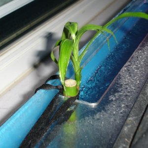 my bamboo thats are pretty much being hydro ponicly grown