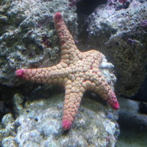 Tile Starfish