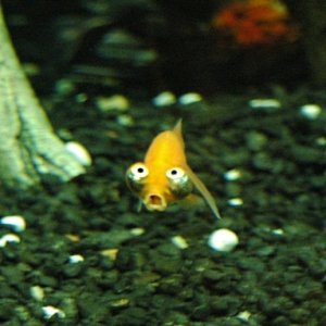 I'm telling you...get a Bubble Eye or Celestial goldfish, they are too much fun.