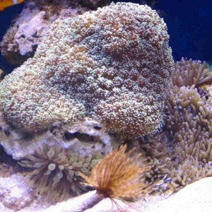 Galxea coral, Sebae anemone, feather duster