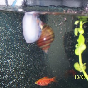 snail and red glass barb