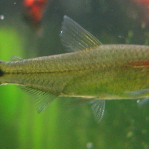 Rummynose Tetra - Sorry its a little blury, he wouldn't hold still for his picture!