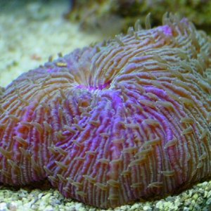 Fungia, short tentacled plate coral