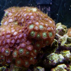 Mixed zoanthid colony