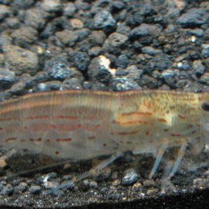 shrimp1 med