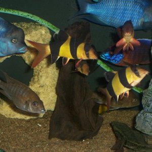 The clown loaches are getting big in the 125 with their cichlid friends.