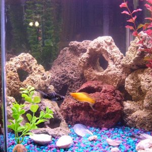 1 Mickey Mouse Platy 
1 Platy (white body/orange tail with black dots all over) 
1 Female Swordtail 

1 Dalmation Mollie 
1 Golden Sunglow Lyretail Mo