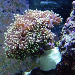 Torch Coral, Euphyllia glabrescens