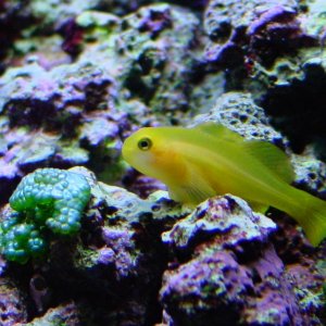 Yellow Clown Goby (newest arrival - and the last fish in the stocking plan!)