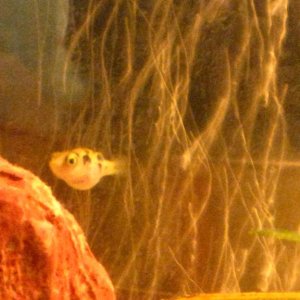This is puffy one of my Dwarf Puffer fish. He is so fun and cool to watch. He just finished a delicious meal of frozen blood worms and is looking migh
