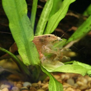 I used to have this awesome shrimp for a few months, but he died.  I think he didn't have enough food.