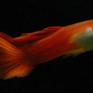 guppy red delta young right 800x406 med