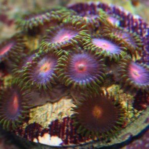 corals 002