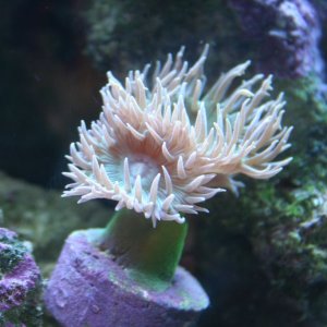 corals 006