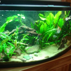 This is the most recent picture of my 46 gallon bowfront tank. It is in need of some maintenance but here it is for now.