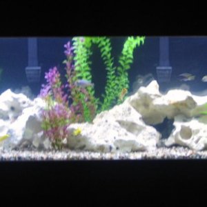 20 assorted african cichlids, 1 synadontis catfish and 1 plecostumus. running 2 emperor 400 HOB filters and a large wet/dry trickle filter with bio-ba