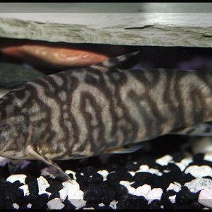 This is my biggest and baddest YoYo Loach of the (4) that I have. This fish came home with a missing eye, but has surprisingly developed into quite th