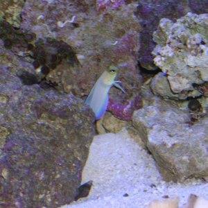 "Pearly" my Jawfish