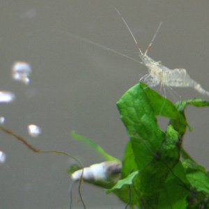 A ghost shrimp claims king of the java fern. He is about to be confronted by the MTS.