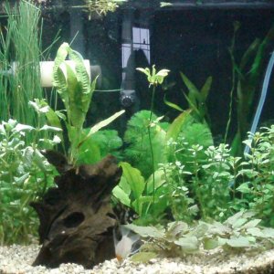 26 gal bowfront.  Plants 3rd day.  DIY CO2 injection.  Inhabitants 2 angel fish and 1 rubber lipped pleco.