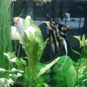 My angel fish, Panda and Goldie