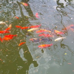 Picture of the Koi at local zoo