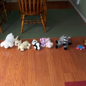 My daughter likes to do this with her stuffed animals even through she is 2 years old I think she is plotting a coup against me with the animals LOL!