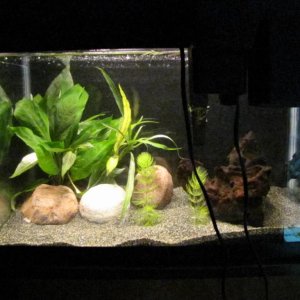 Overview of Planted Tank. In Cycling.