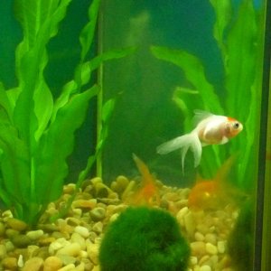Pictures of our 1 gallon goldfish tank and our three fish.