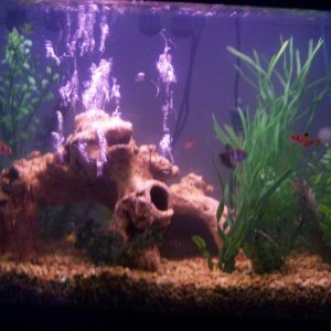 29 gal. tank with 5 black skirted tetras, 4 serphae tetras, 3 cory cats and 2 plecos with artifical plants and natural colored gravel.