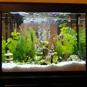 Twoapennything's 40 gal. freshwater tank - January 2010.