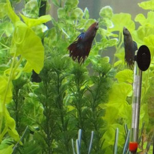 Our betta fish, Charles, who is a really cool fish.