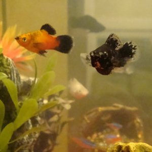 Satsuma the platy and Siriusly Black the dalmatian molly; Blanche the silver molly; tetras in the background.