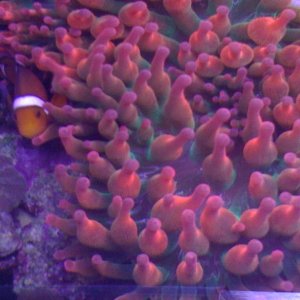 Clown fish in Rose Anemone