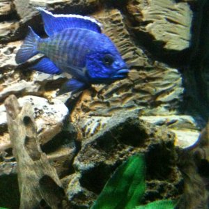 one of the Peacock Cichlids in the 180