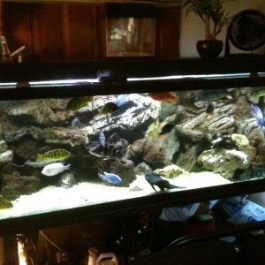 180gal, has alot more fish in it now.